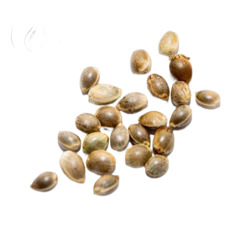 TIMEWARP AUTOFLOWER FEMINIZED MULTIPACK SEEDS  4 EACH