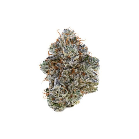 TRIBAL - NEON SUNSHINE