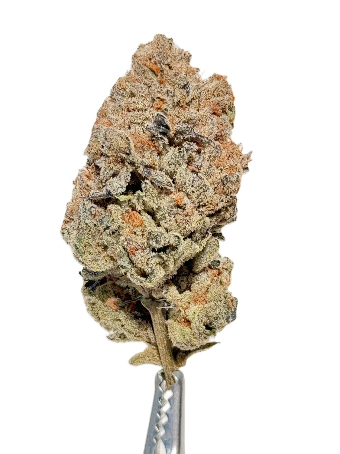 Hippie Diesel LTO - 3.5g Indica Flower | Salt Spring Magic